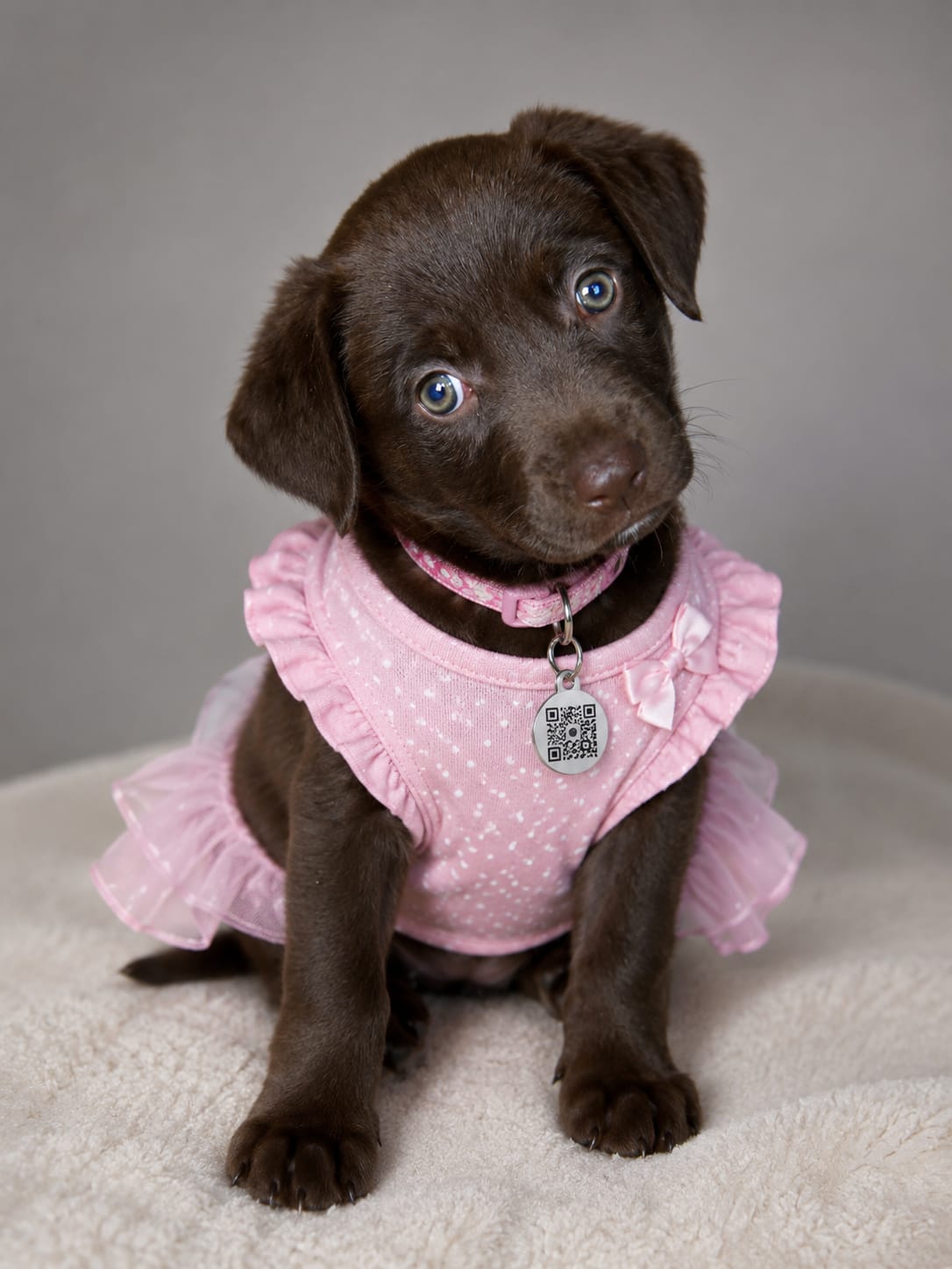 Canela